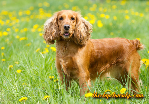 English Cocker Spaniel beliebte Hunderasse